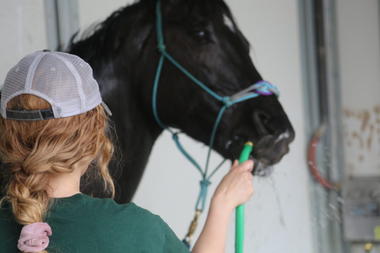 Patience in horsemanship